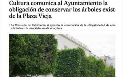 Cultura comunica al Ayuntamiento la obligación de conservar los árboles existentes en la Plaza Vieja